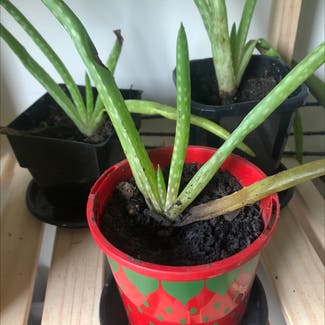Aloe vera plant in Frankston South, Victoria