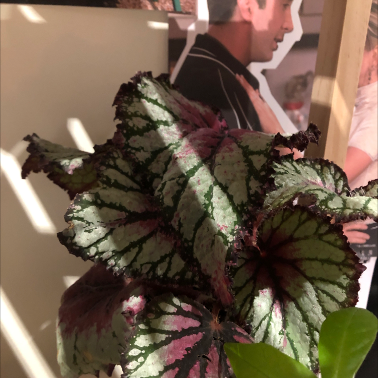 Painted-leaf Begonia with variegated leaves in green, pink, and dark purple patterns.