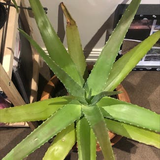 Aloe vera plant in Frankston South, Victoria