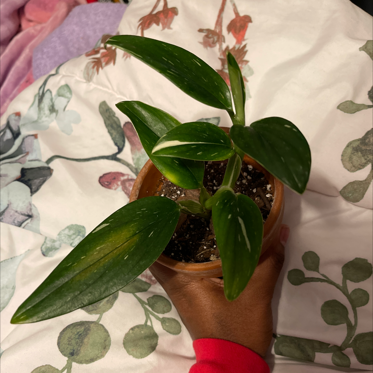 Photo of the plant species Monstera Cobra by @Dullpoppy named Yoshi on Greg, the plant care app