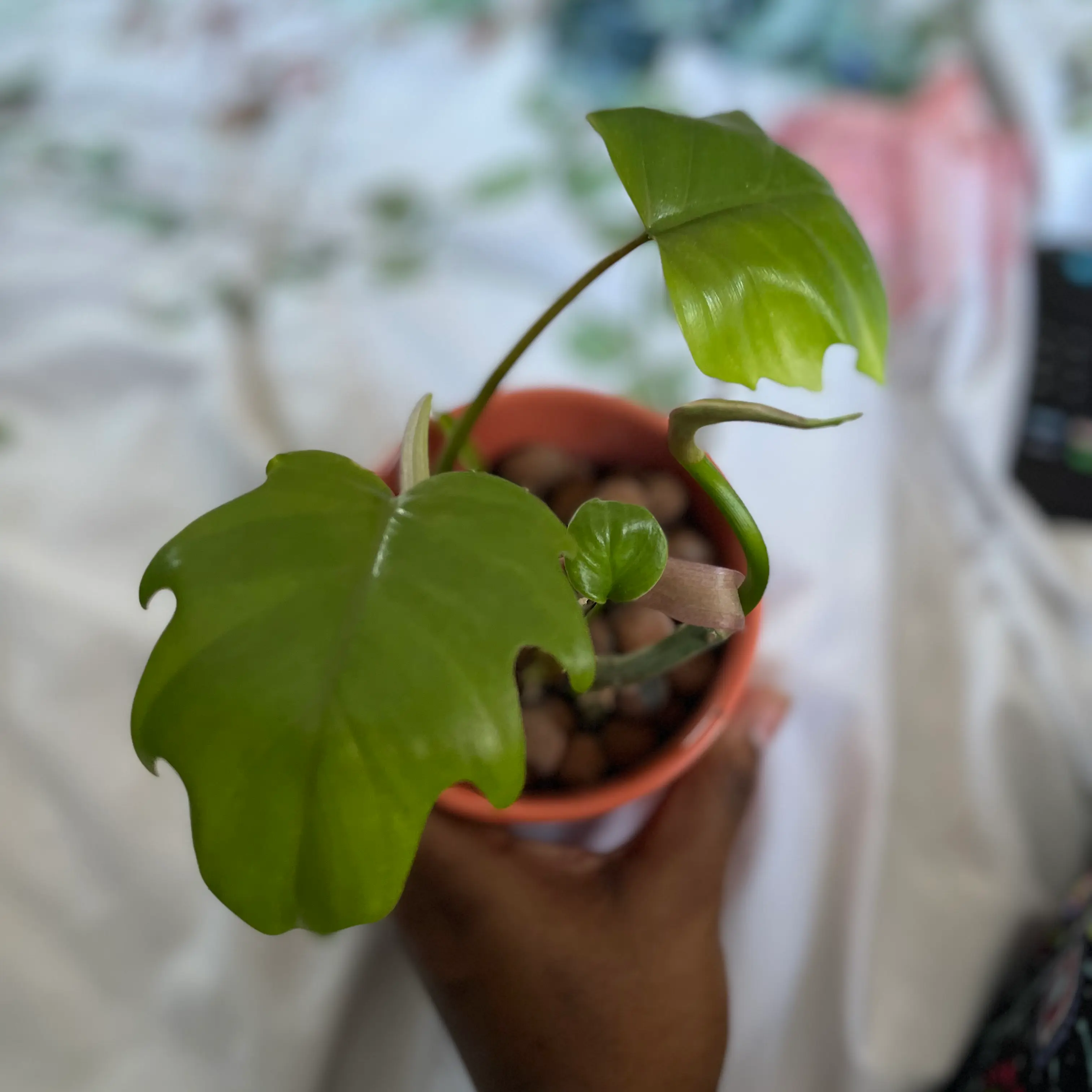 Philodendron mayoi plant in a small pot held by a hand, with vibrant green leaves.