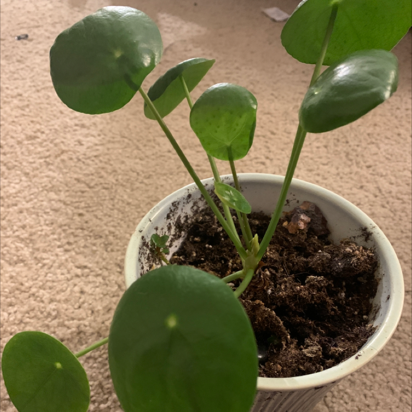 Chinese Money Plant plant photo by @candyalpacas named Frederickson on Greg, the plant care app.