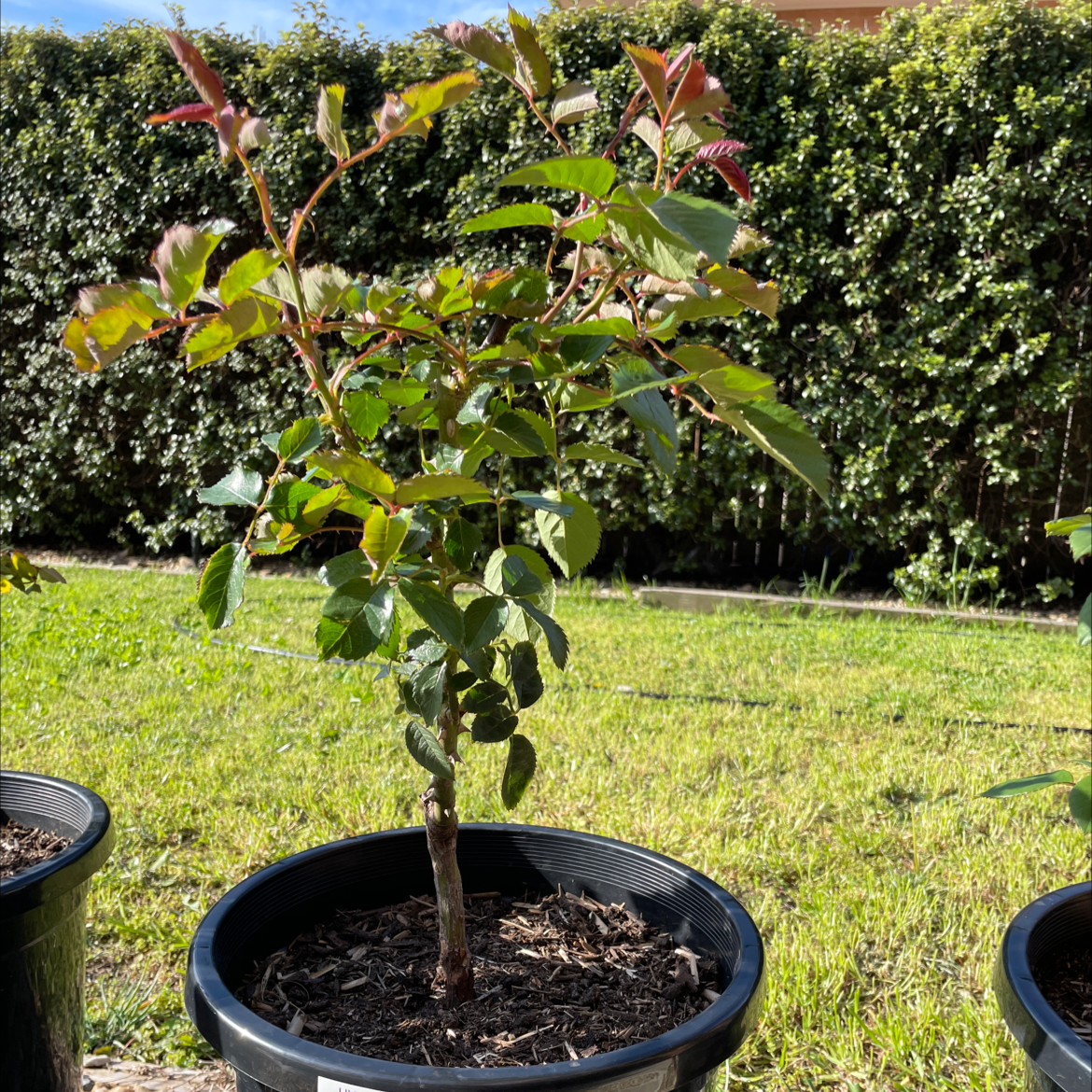 A healthy young Cape Myrtle tree in a black plastic nursery pot, showing glossy green leaves with reddish new growth.