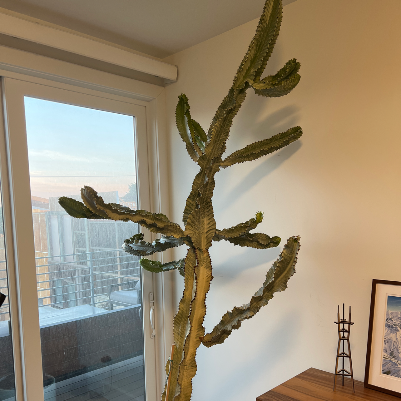 Variegated African Candelabra plant indoors near a window, appears healthy.