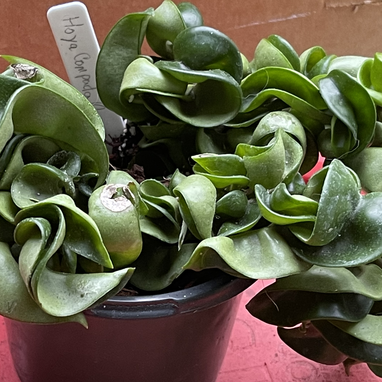 Hoya carnosa 'Compacta' plant photo by Jan named Hoya Carnosa Compacta on Greg, the plant care app.