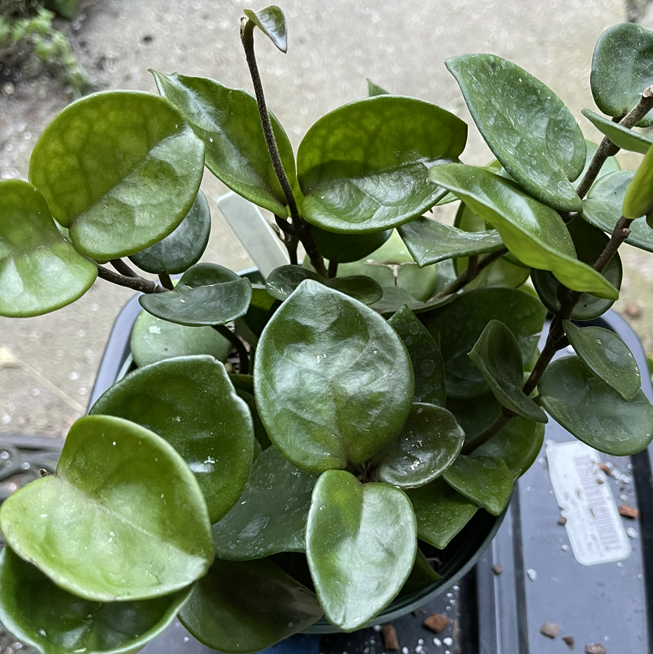 Waxplant plant photo by Jan named Hoya Carnosa Chelsea on Greg, the plant care app.