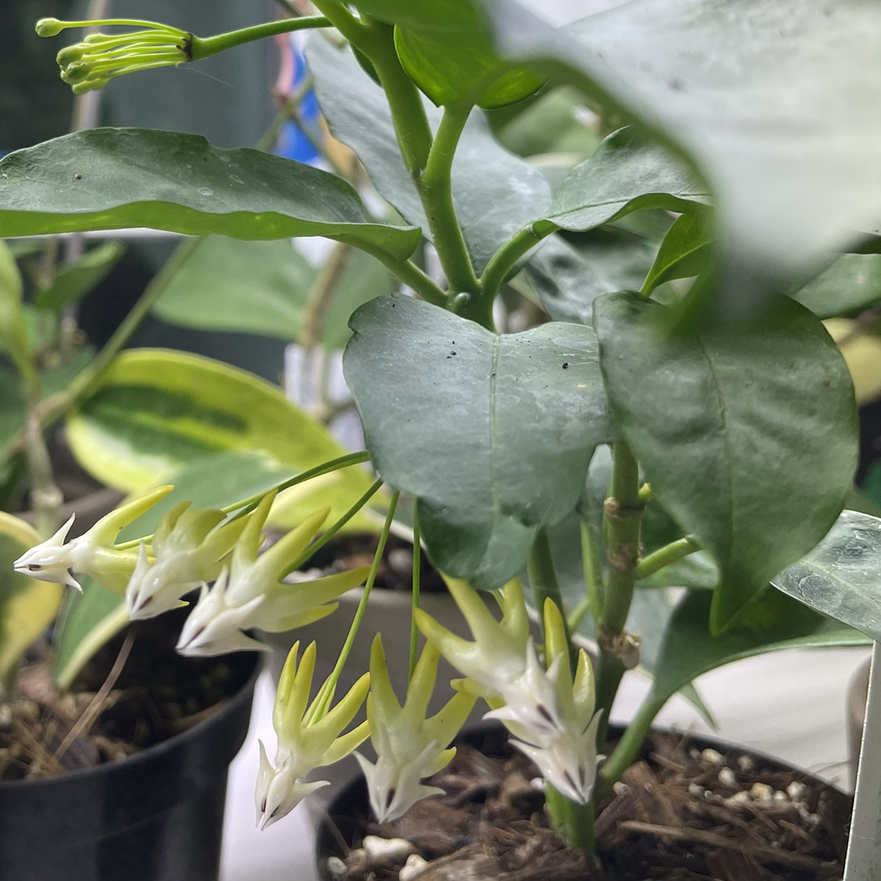 Shooting Stars Wax Plant plant photo by Jan named Hoya Multiflora on Greg, the plant care app.
