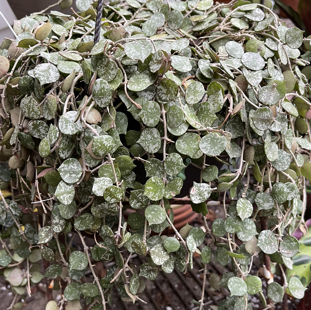 Photo of the plant species Fung Wax Flower by Jan named Hoya Curtisii on Greg, the plant care app
