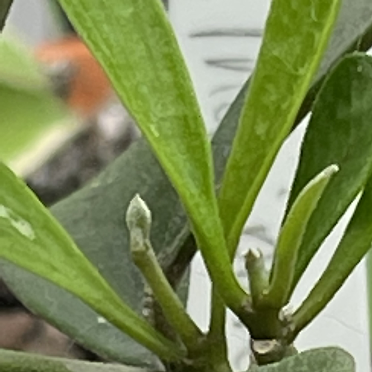 Photo of the plant species Hoya Manipurensis by Jan named Hoya Manepurensis on Greg, the plant care app