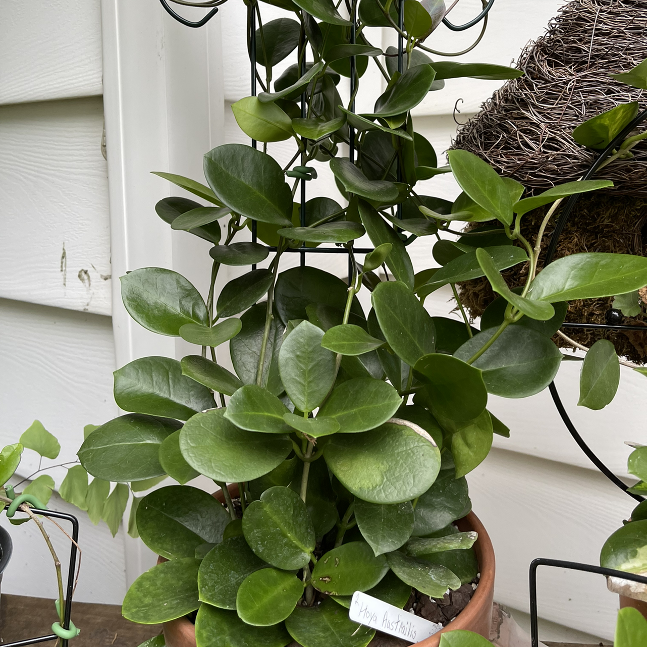 Waxvine plant photo by Jan named Hoya Australis on Greg, the plant care app.