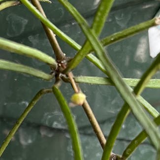 Grass-leaved Hoya plant in Somewhere on Earth