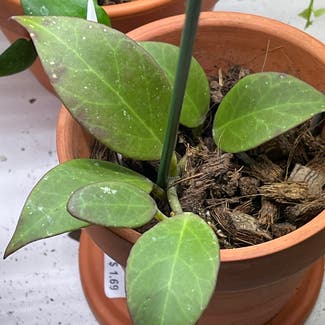 Hoya 'Sunrise' plant in Somewhere on Earth