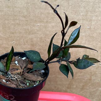 Hoya krohniana black plant in Somewhere on Earth