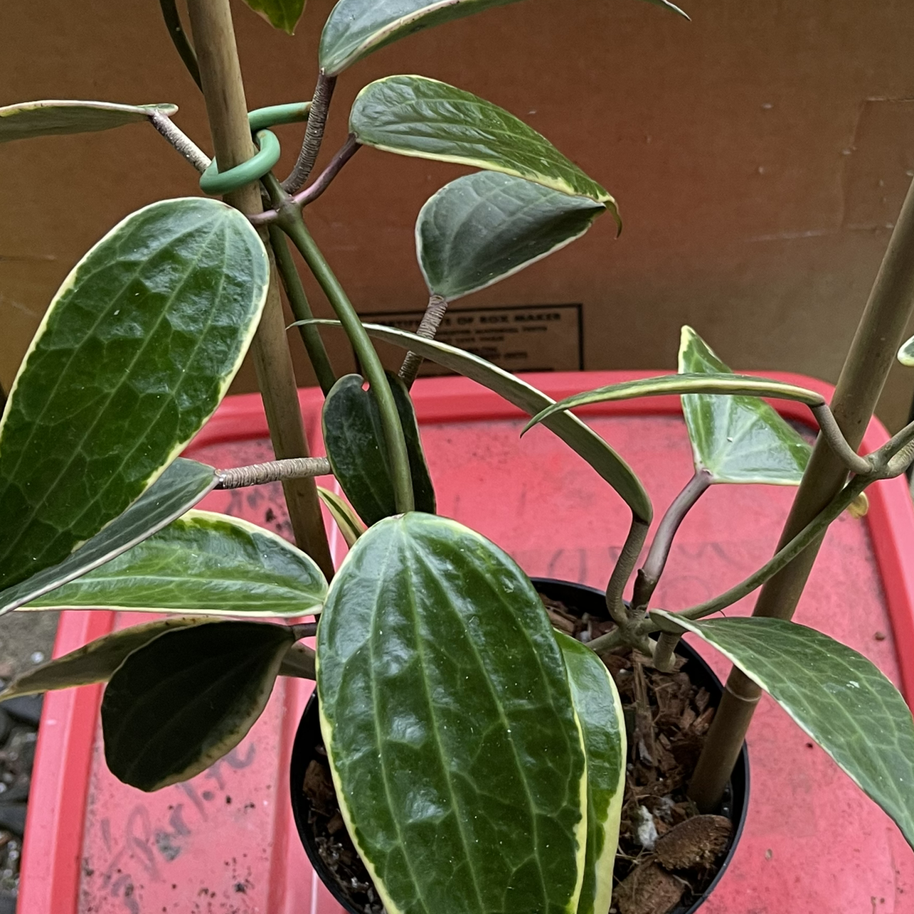 Hoya macrophylla 'Albomarginata' plant with variegated leaves in a pot, well-framed and in focus.