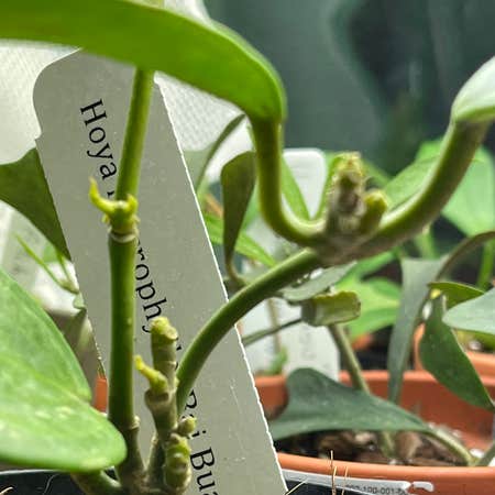 Photo of the plant species Bai Bua by Jan named Hoya Macrophylla Bai bua on Greg, the plant care app