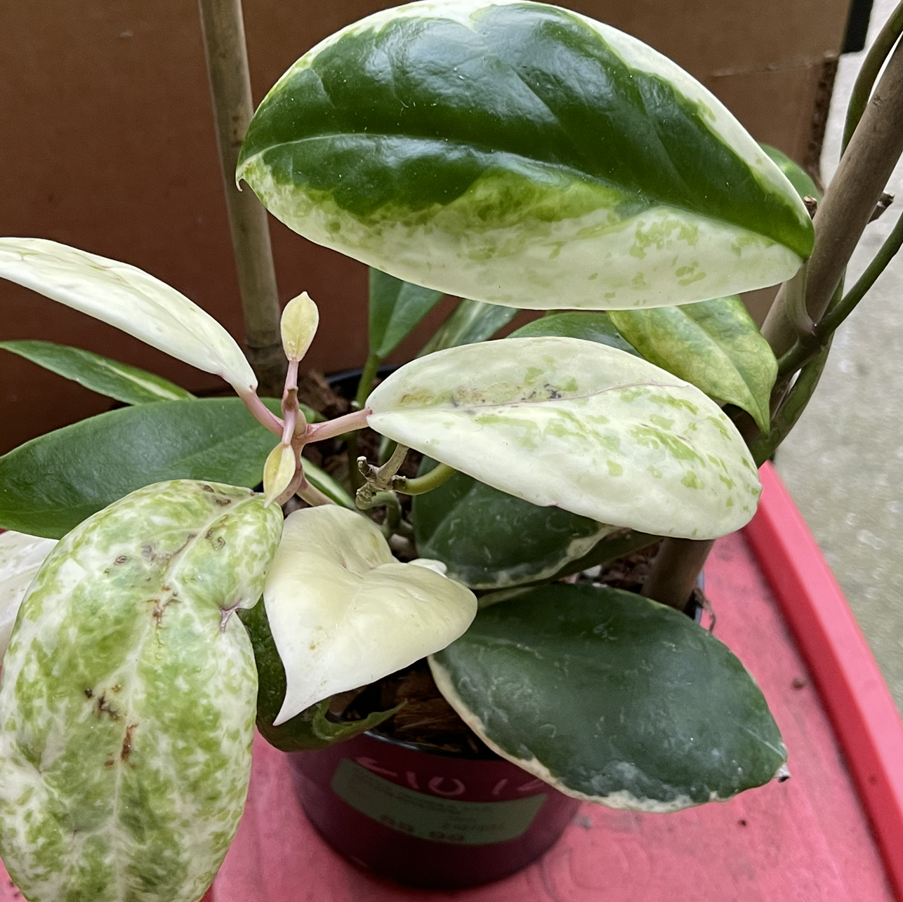 Photo of the plant species Hoya Moonshadow by Jan named Hoya  Incrassata variegata "Moonshadow" on Greg, the plant care app