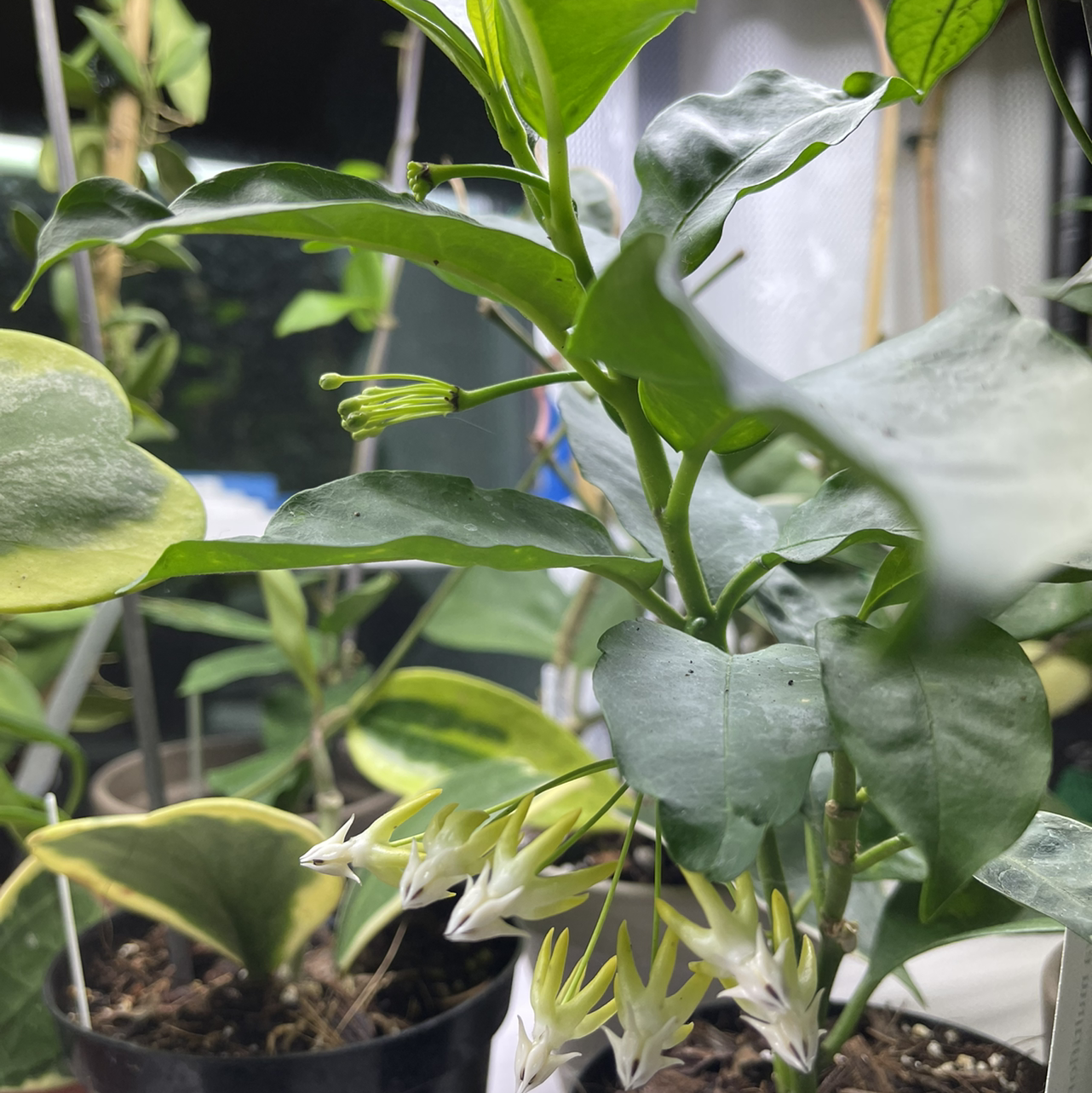 Shooting Stars Wax Plant with green leaves and white flowers, visible soil, well-framed and in focus.