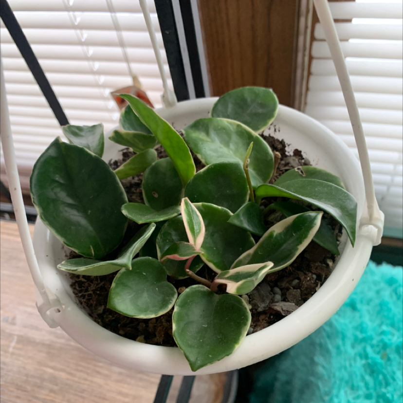 Hoya Carnosa Tricolor plant in a white hanging pot with visible soil and healthy variegated leaves.