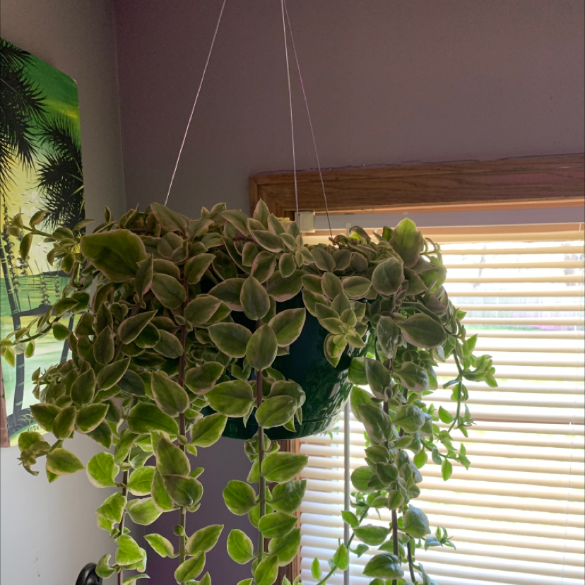 Healthy Vining Peperomia with dense heart-shaped leaves growing in a hanging basket indoors in front of a window.