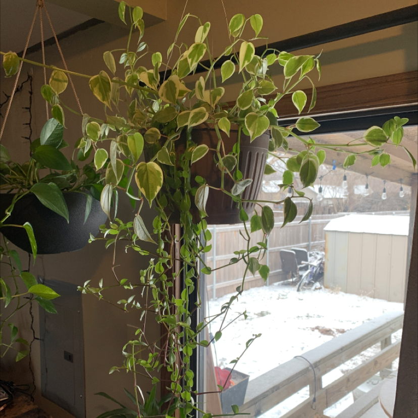 Healthy vining peperomia plant with glossy green leaves and red stems climbing a wire trellis in a hanging basket near a bright window.