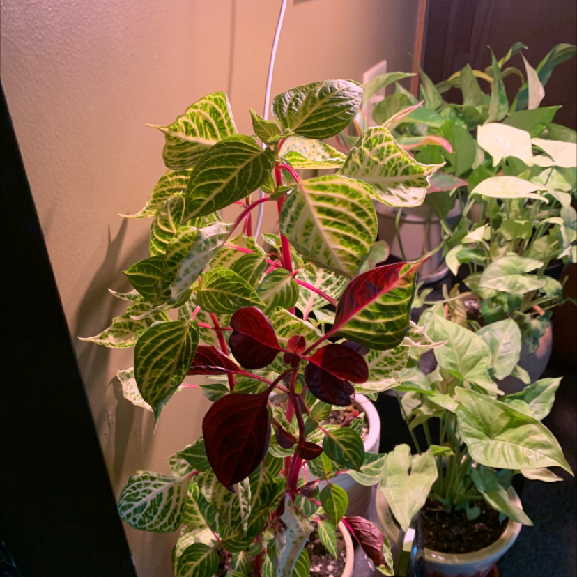 Healthy, vibrantly colorful Herbst's Bloodleaf plant with variegated green, red and white leaves, in a green plastic pot against a pink background.
