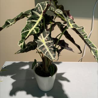 Alocasia Polly Plant plant in Ephrata, Pennsylvania