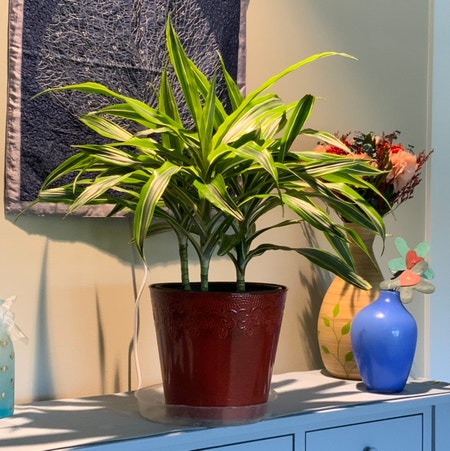 Photo of the plant species Dracaena Goldstar by Bigshe64 named Dragula on Greg, the plant care app