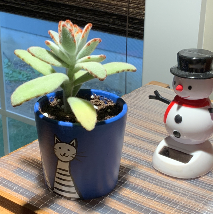 Panda Plant plant photo by @bigshe64 named Po on Greg, the plant care app.