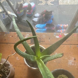 Aloe Vera plant in Marietta, Georgia