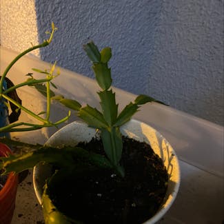 False Christmas Cactus plant in Marietta, Georgia