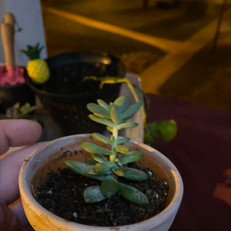 Jelly Bean Plant plant photo by @supersommeyplantmama369 named Sucky the Succulent on Greg, the plant care app.