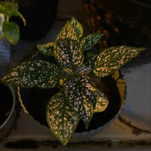 Polka Dot Plant plant photo by @supersommeyplantmama369 named Ma Baby Polka Dot on Greg, the plant care app.