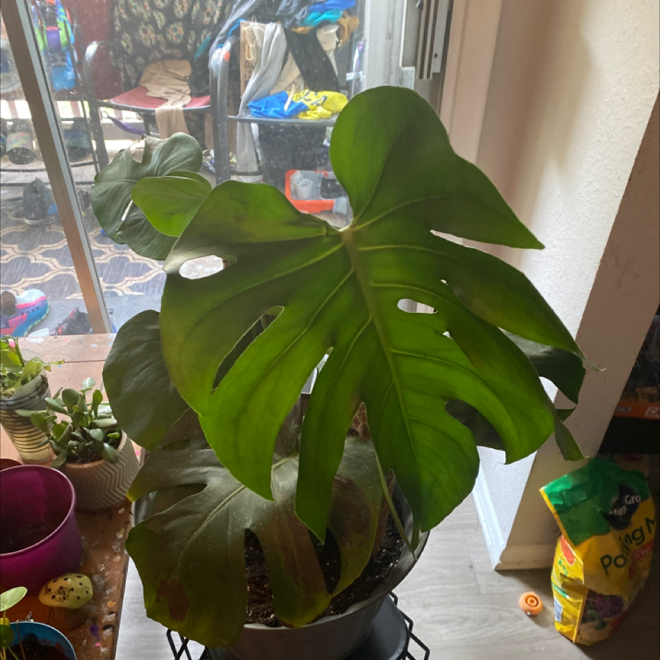 Monstera plant photo by @supersommeyplantmama369 named Big Monstera the Beauty on Greg, the plant care app.
