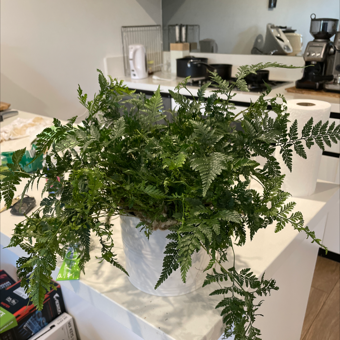 Photo of the plant species Rumohra Adiantiformis by @aprilprilpril named Fern on Greg, the plant care app