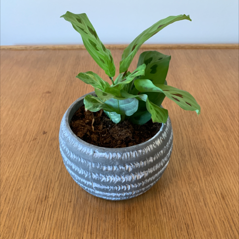 Variegated Prayer Plant in a patterned pot on a wooden surface.