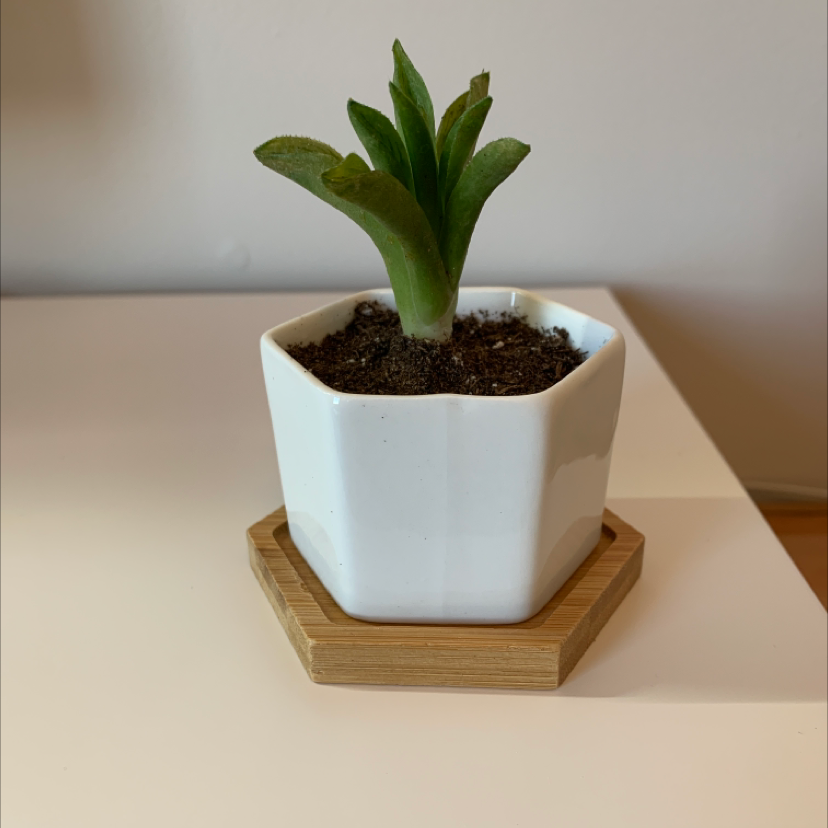 Haworthia cooperi plant in a white pot with a wooden base, showing healthy green leaves.
