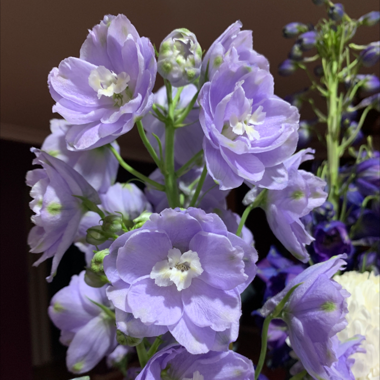 Candle Larkspur with vibrant purple flowers in full bloom.