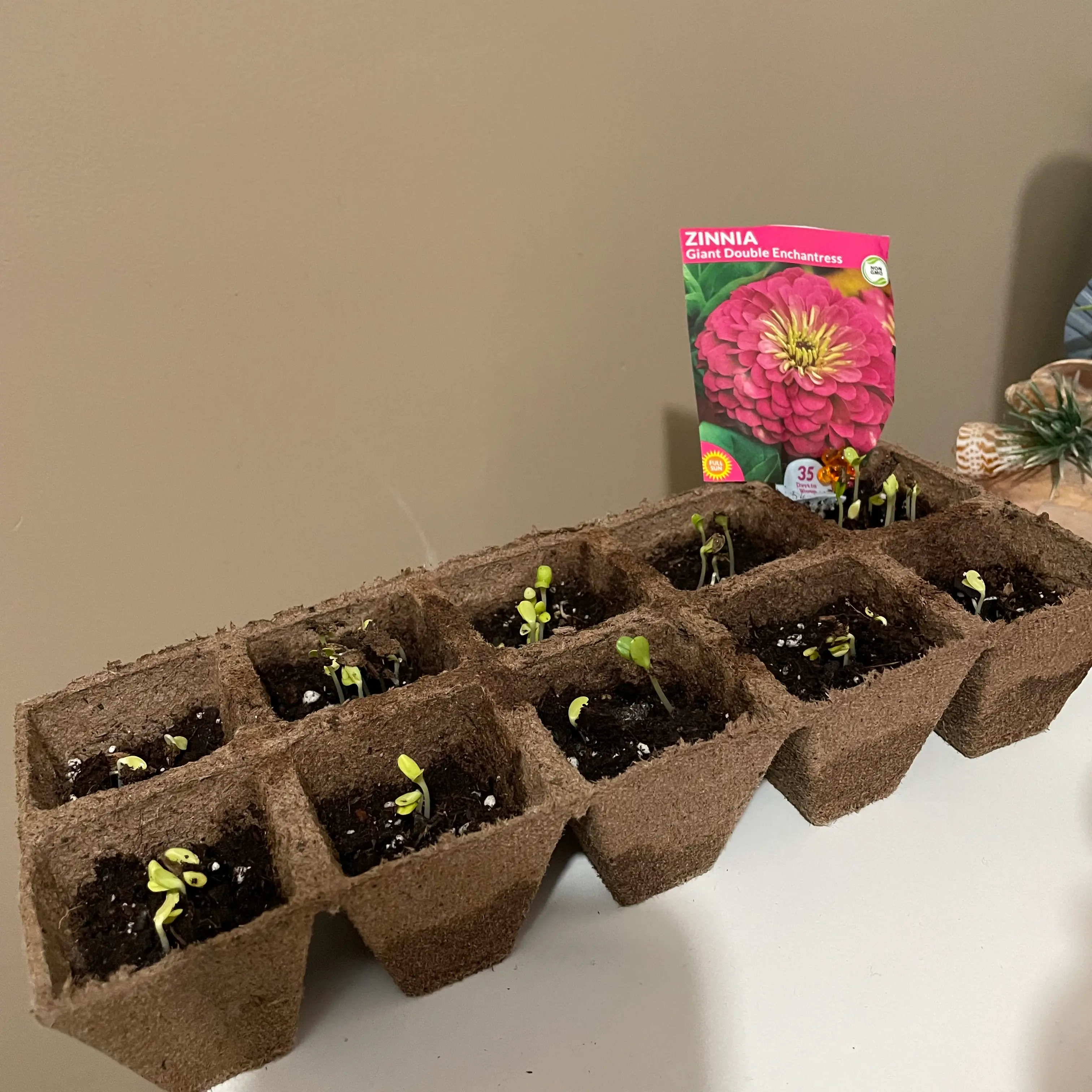 Photo of the plant species Enchantress Zinnia by @Bridabear named Zinnia on Greg, the plant care app