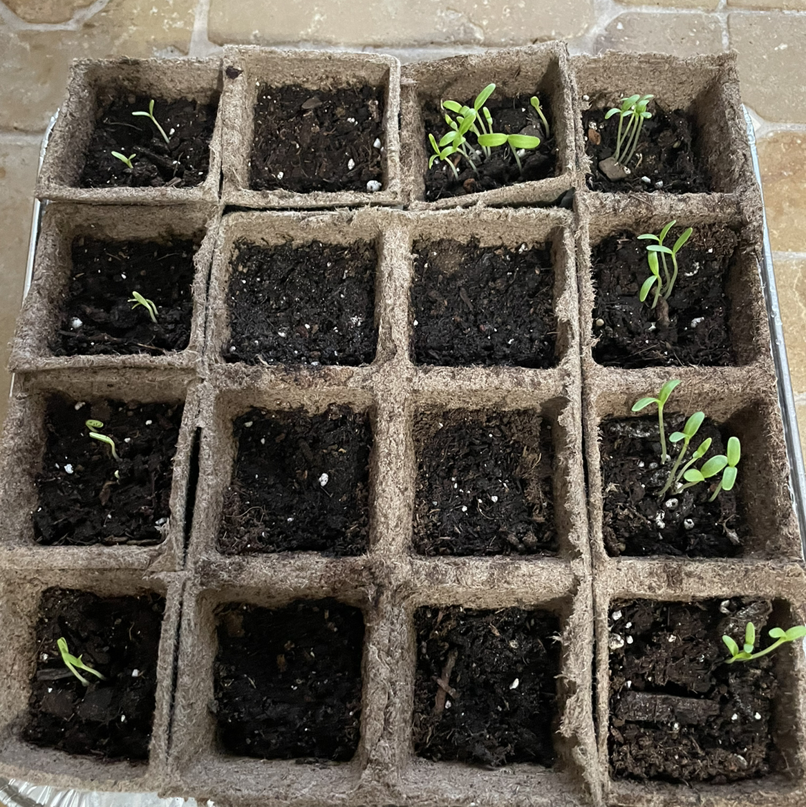 Photo of the plant species Crackerjack Mix Marigold by @Bridabear named Marigolds on Greg, the plant care app