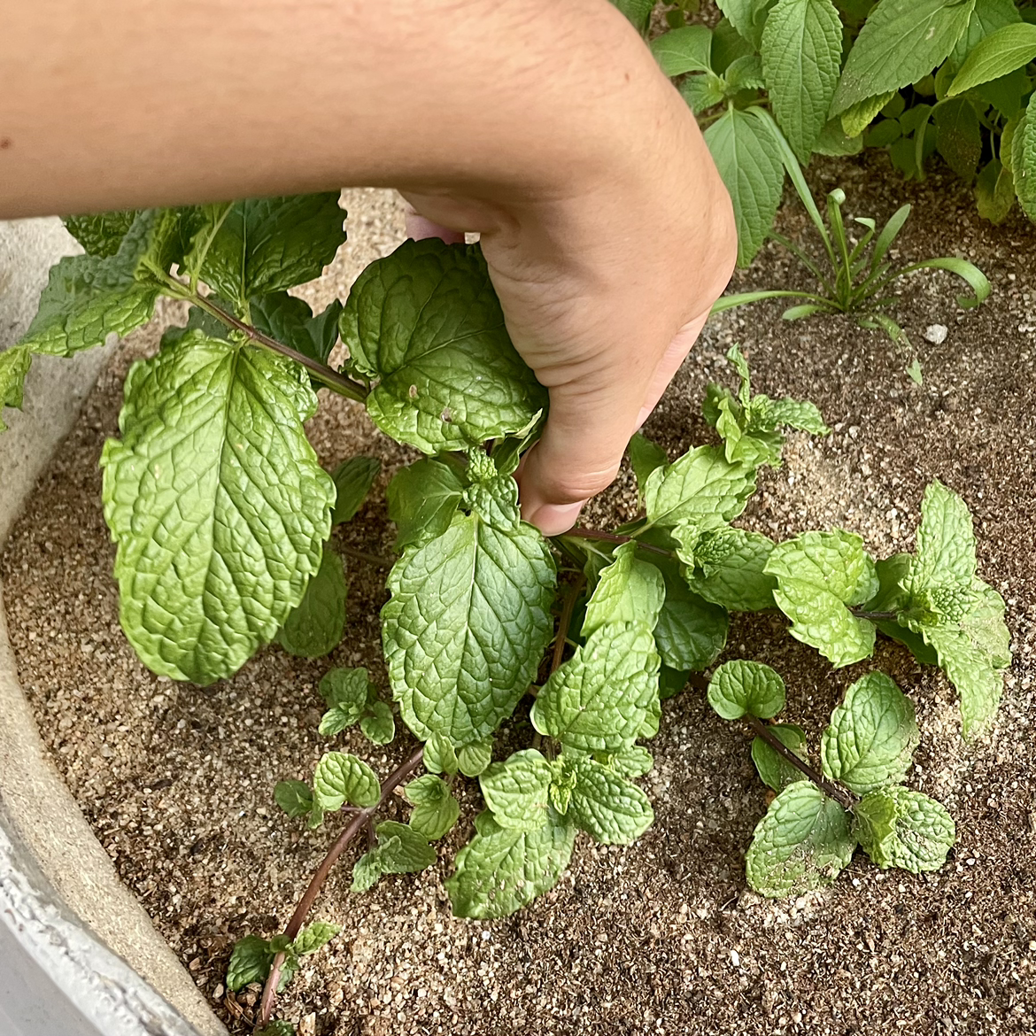 Spearmint plant with green leaves, held by a hand, soil visible.