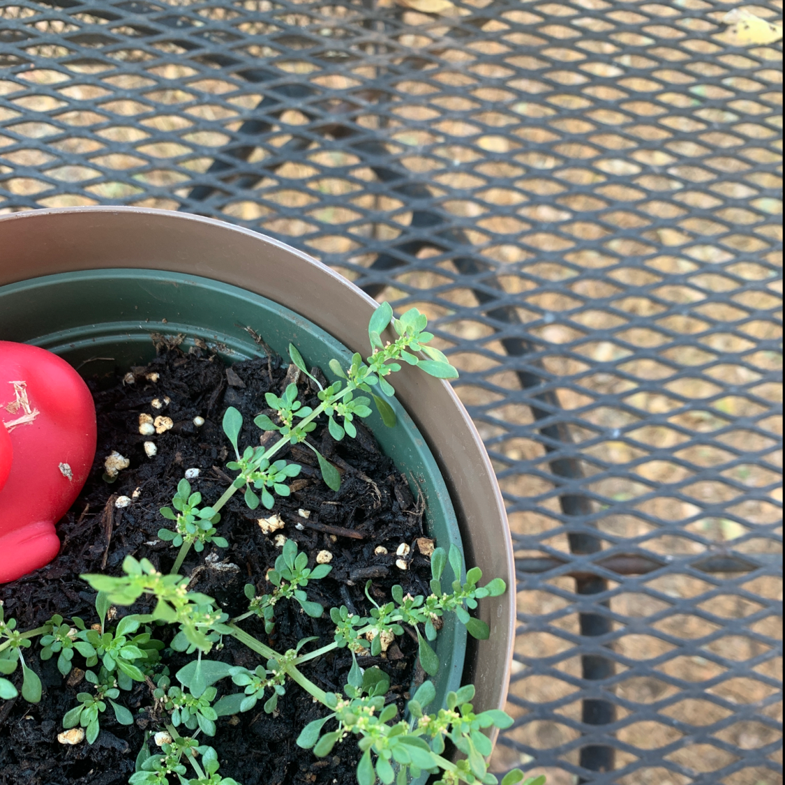 Potted Rockweed plant with healthy green leaves and visible soil.