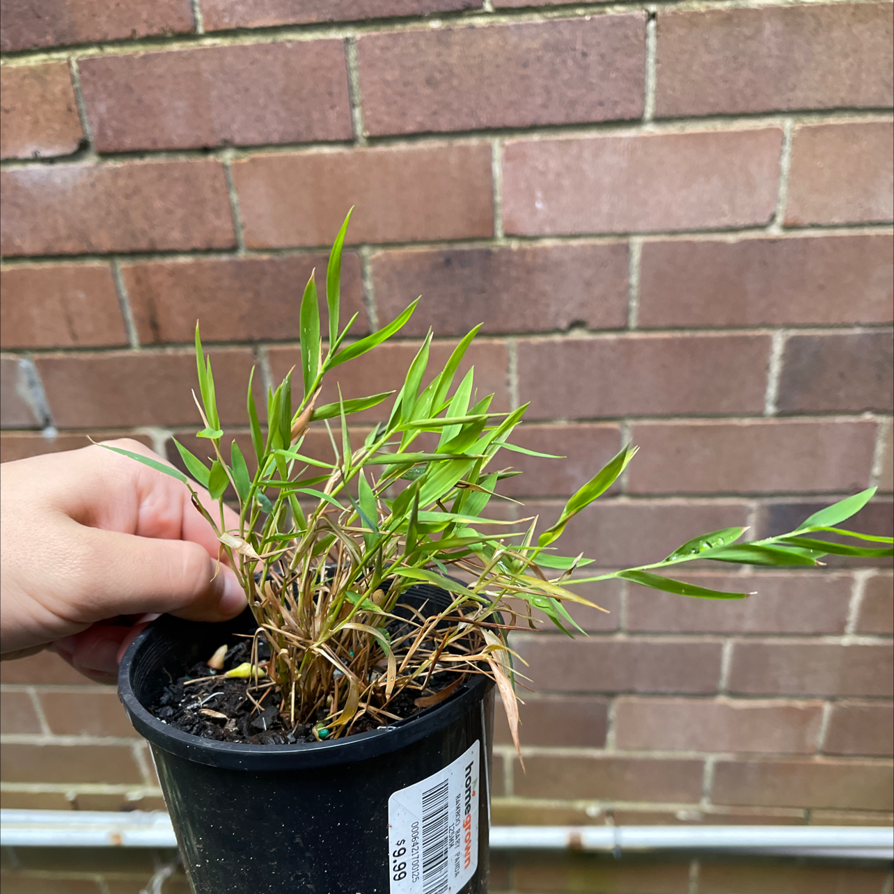 Photo of the plant species Bamboo baby panda by Nicolas named Baby bamboo on Greg, the plant care app