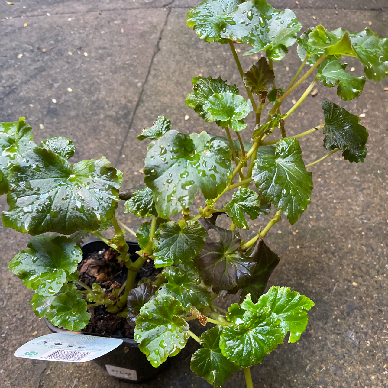 Photo of the plant species Hiemalis Begonia by Nicolas named Begonia on Greg, the plant care app
