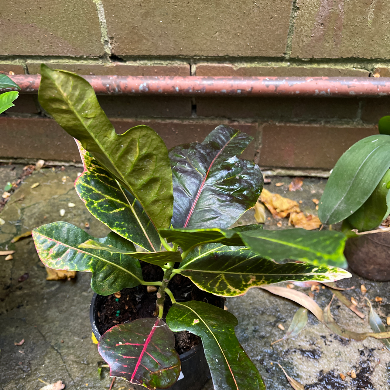 Photo of the plant species Superstar Croton by Nicolas named Crotton on Greg, the plant care app