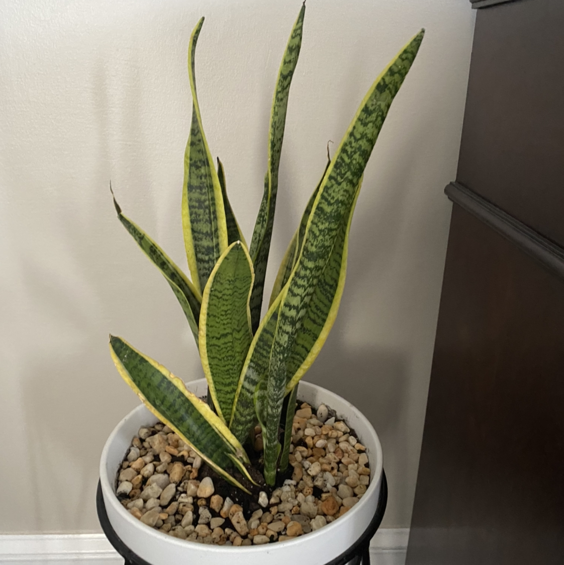 Snake Plant plant photo by Nikia named Annette on Greg, the plant care app.