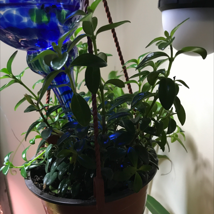 Healthy Goldfish Plant in a hanging pot with green leaves and no visible discoloration.