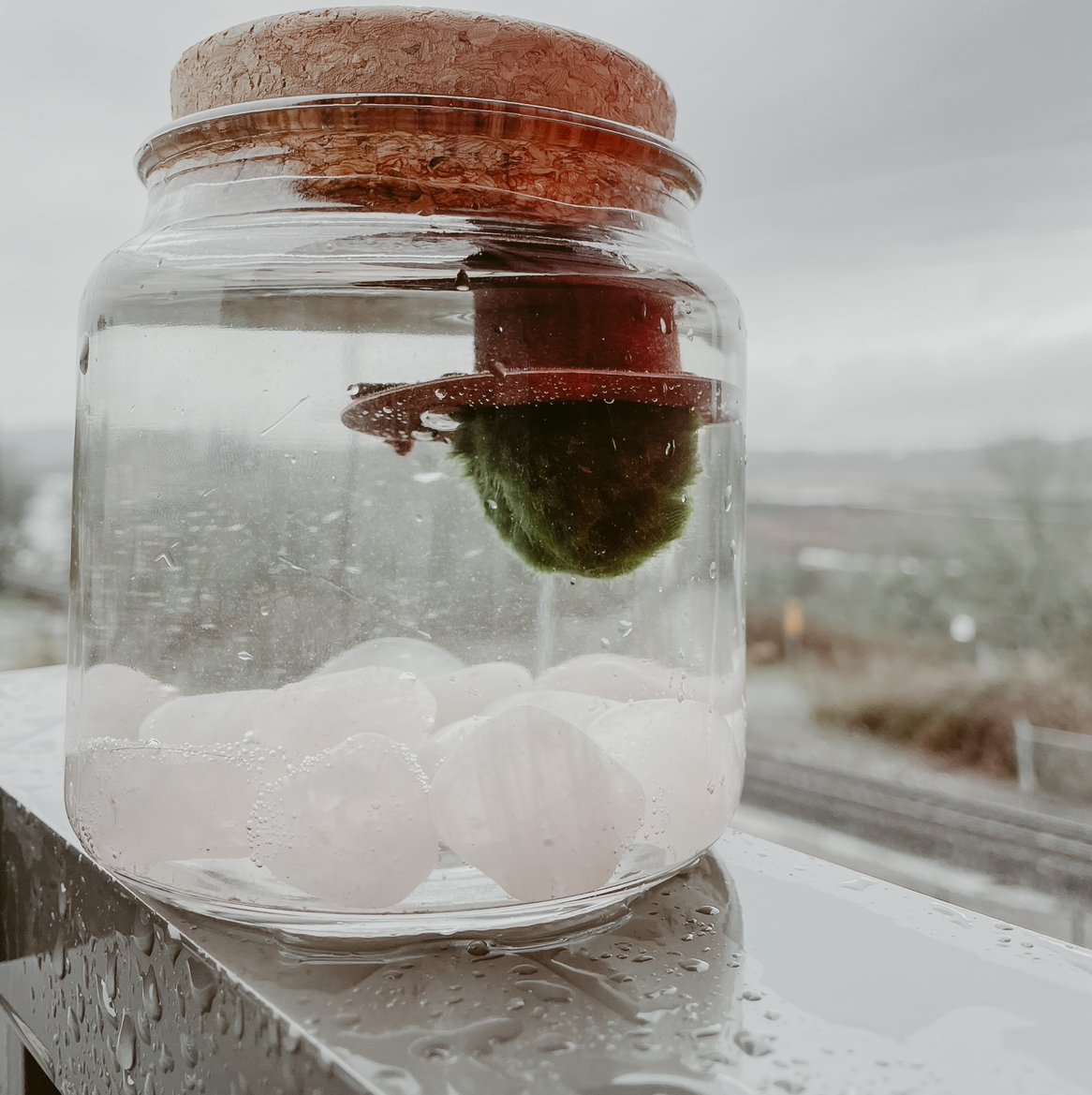 Photo of the plant species Marimo by @Honigmilch named Moss wazowski. on Greg, the plant care app