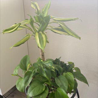 Cornstalk Dracaena plant in Carlsbad, California