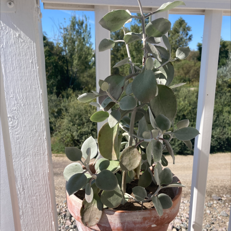 Photo of the plant species Copper Spoons by @jenifer named Silver Spoon 🥄 on Greg, the plant care app