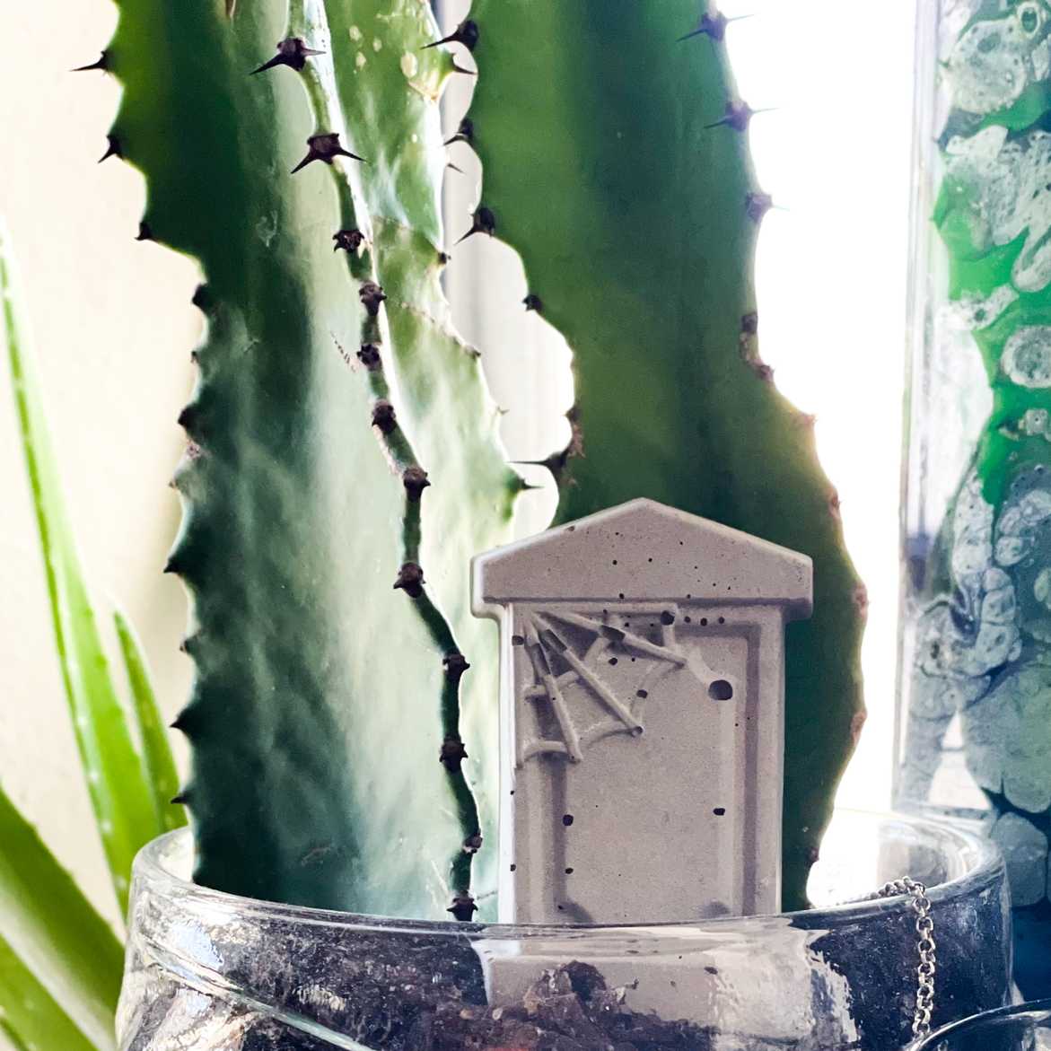 Hedge Cactus in a glass container with visible soil, appears healthy.